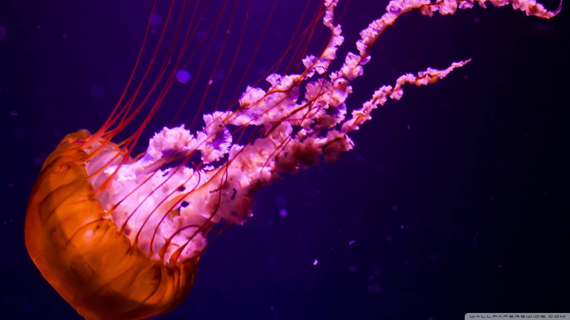 Jellyfish Sealife Wallpaper