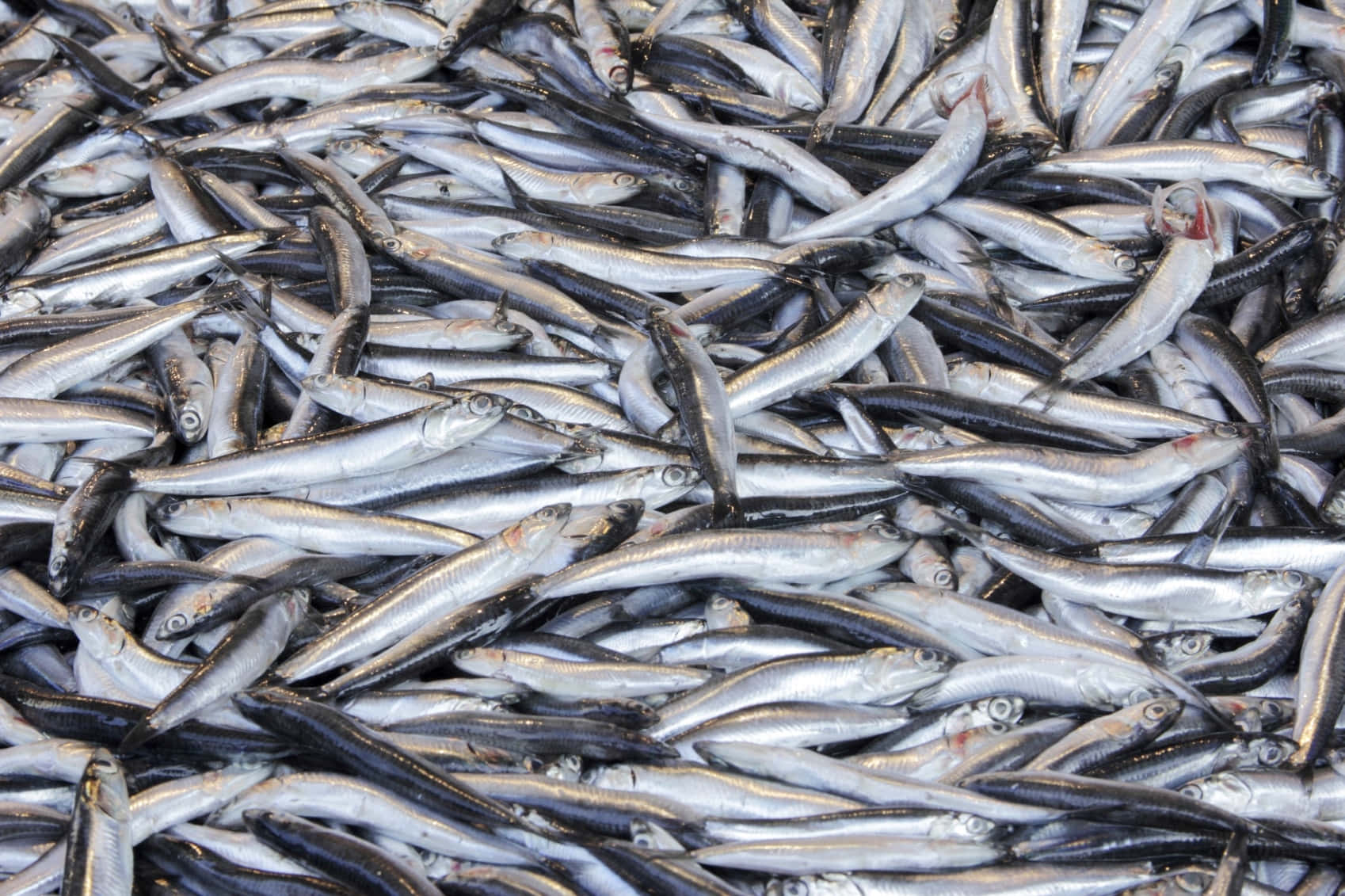 Fresh Anchovy Haul Wallpaper