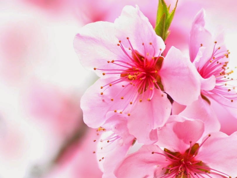 Gambar Wallpaper Bunga Sakura Jepang Cantik Kata Kata 2016 810x608
