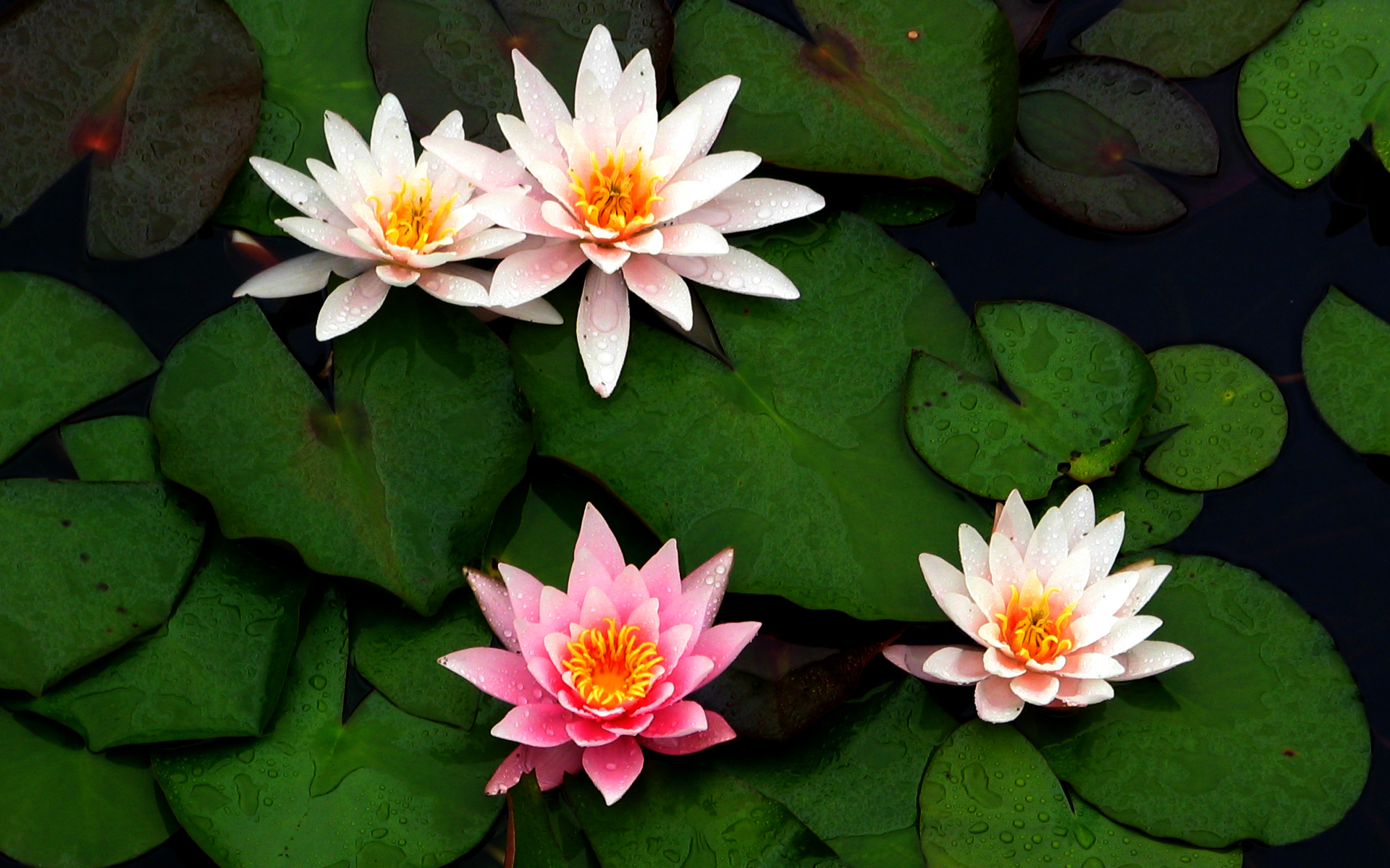 Quotes About Lily Pads