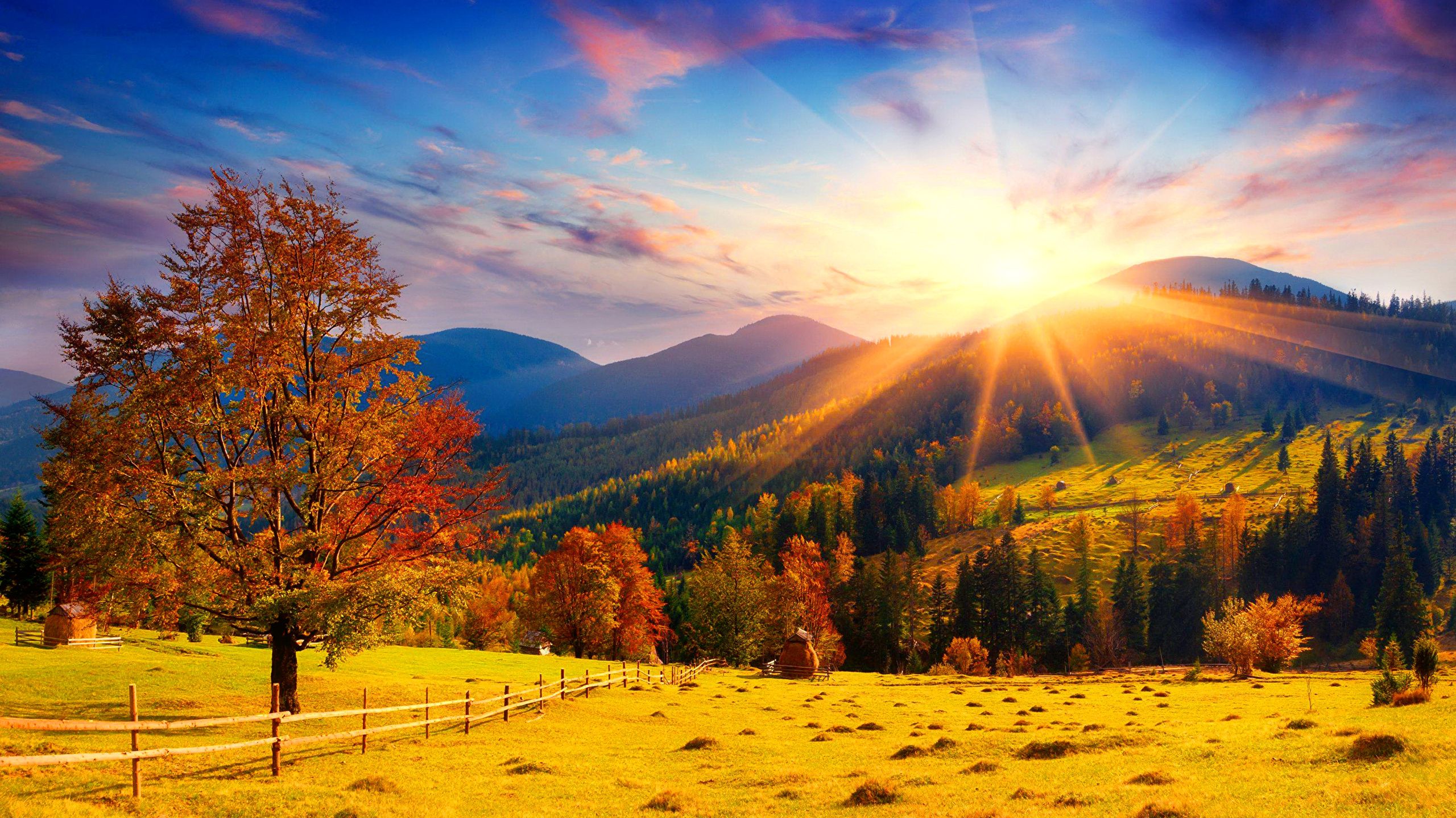 Fall Wallpaper