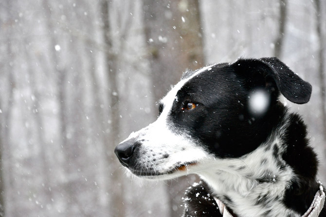 Dog Snow Wallpaper And Dogs