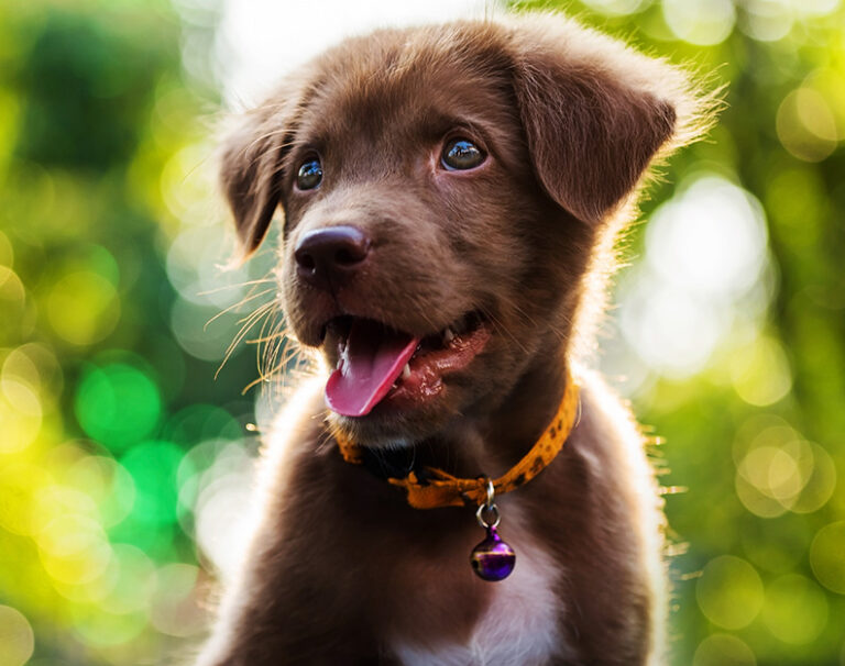Positive Puppies Sydney S Leading Dog And Puppy Training Services Wallpaper