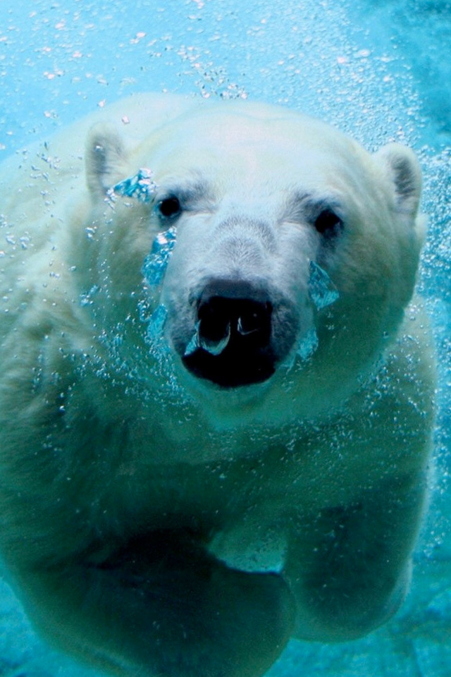 Polar Bear iPhone Wallpaper HD 640x960