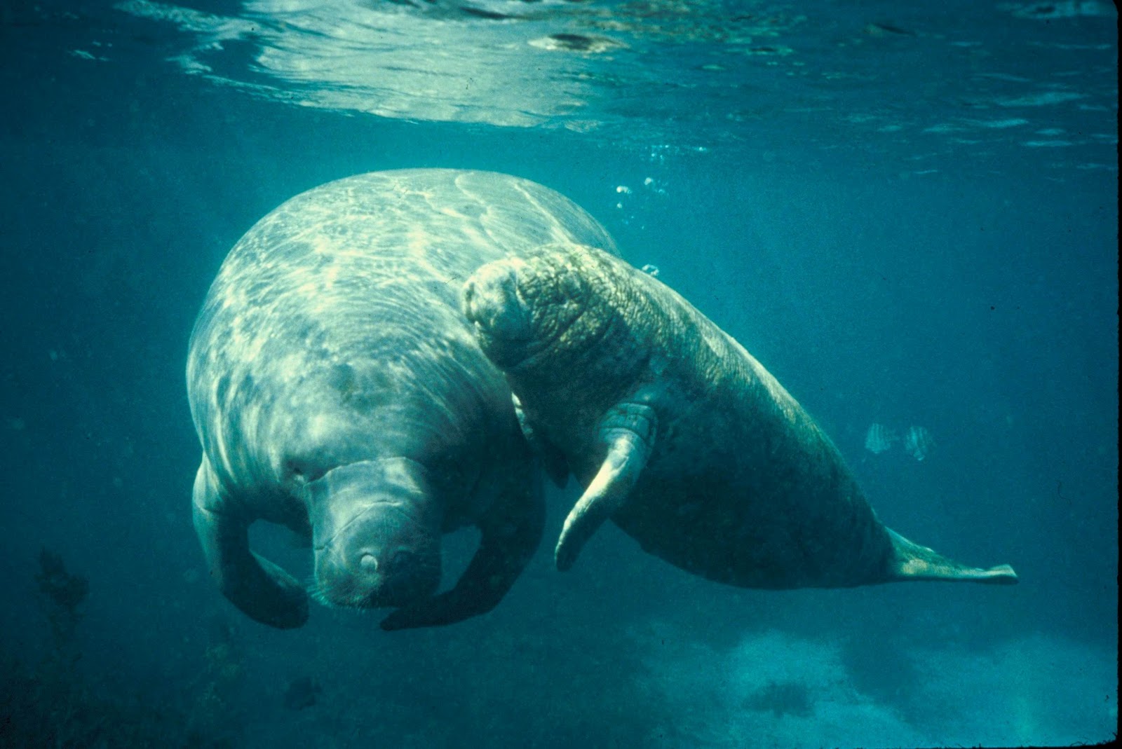 West Indian Manatee Wallpaper X HD