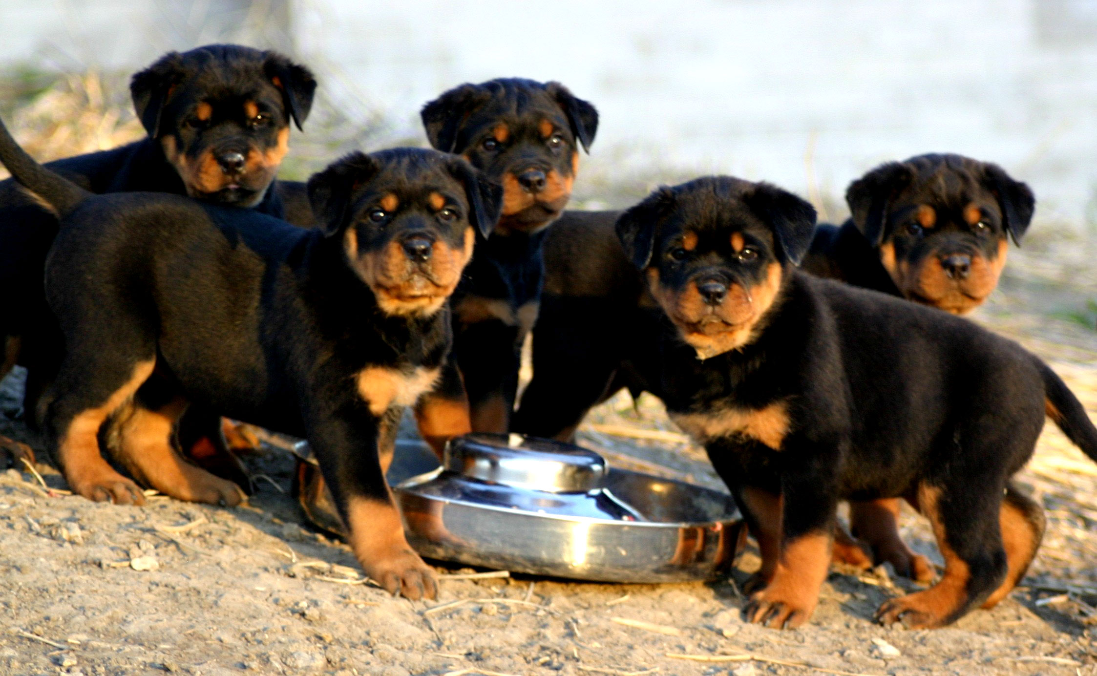 Rottweiler Puppies Photo And Wallpaper Beautiful