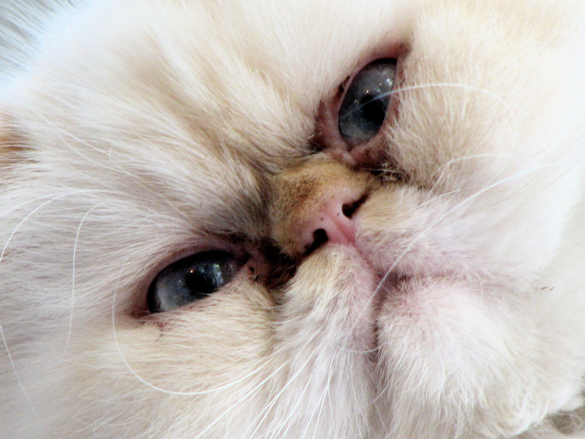 Himalayan Cat Wallpaper With Resolutions Pixel