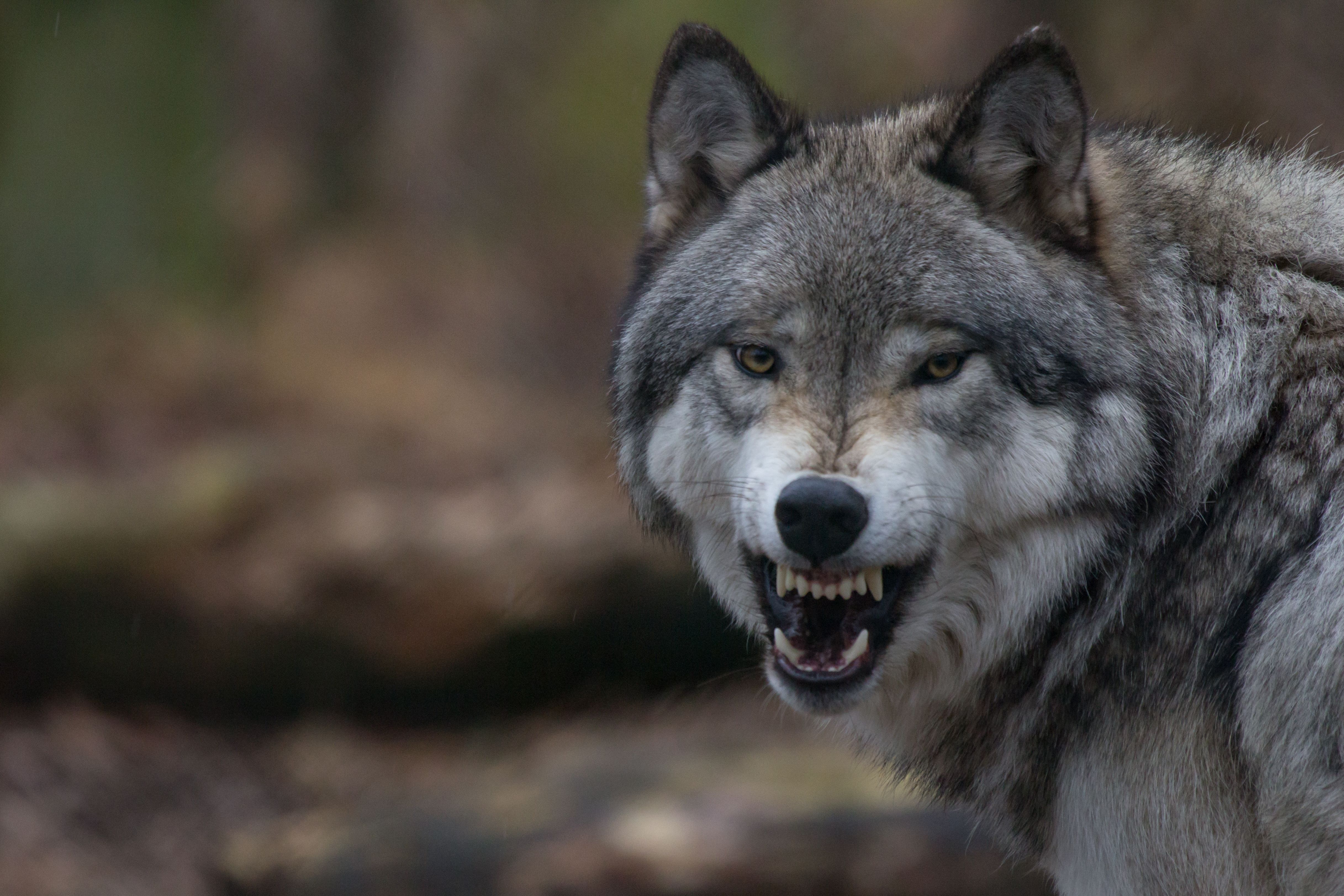 A Close-Up of a Gray Wolf Snarling, Showcasing Its Sharp Teeth and Intense Gaze