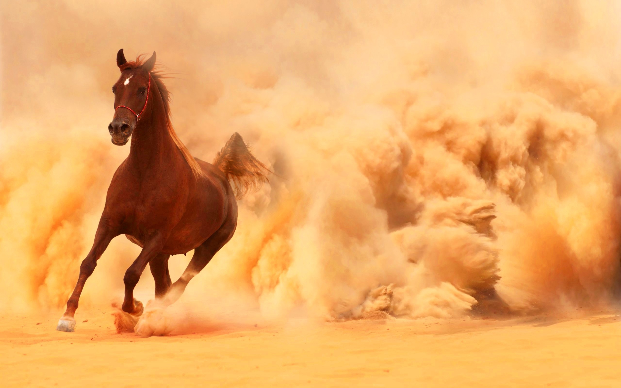 Running Horses Wallpaper 63 images 2560x1600