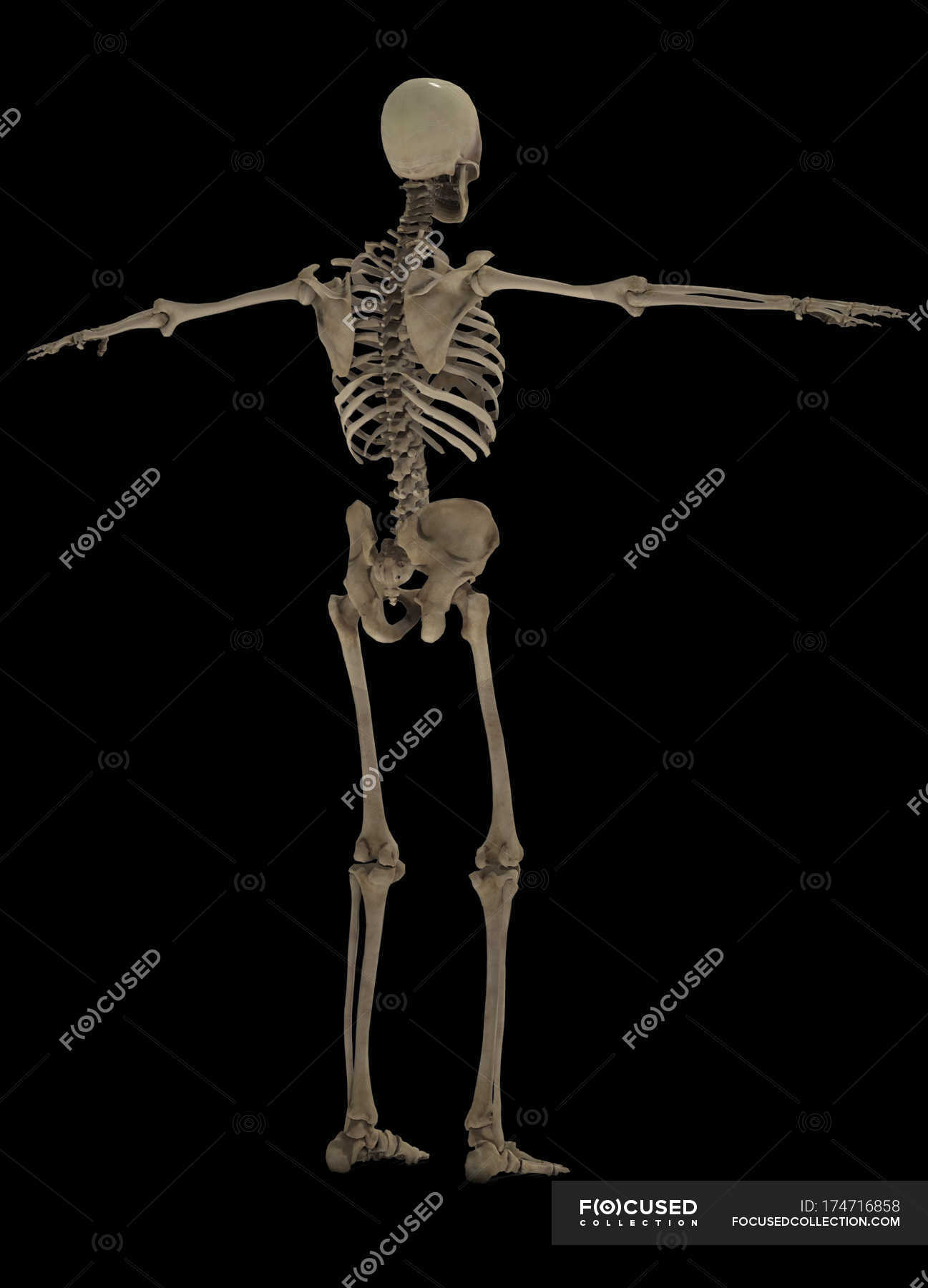 3d Rendering Of Human Skeletal System On Black Background Rear