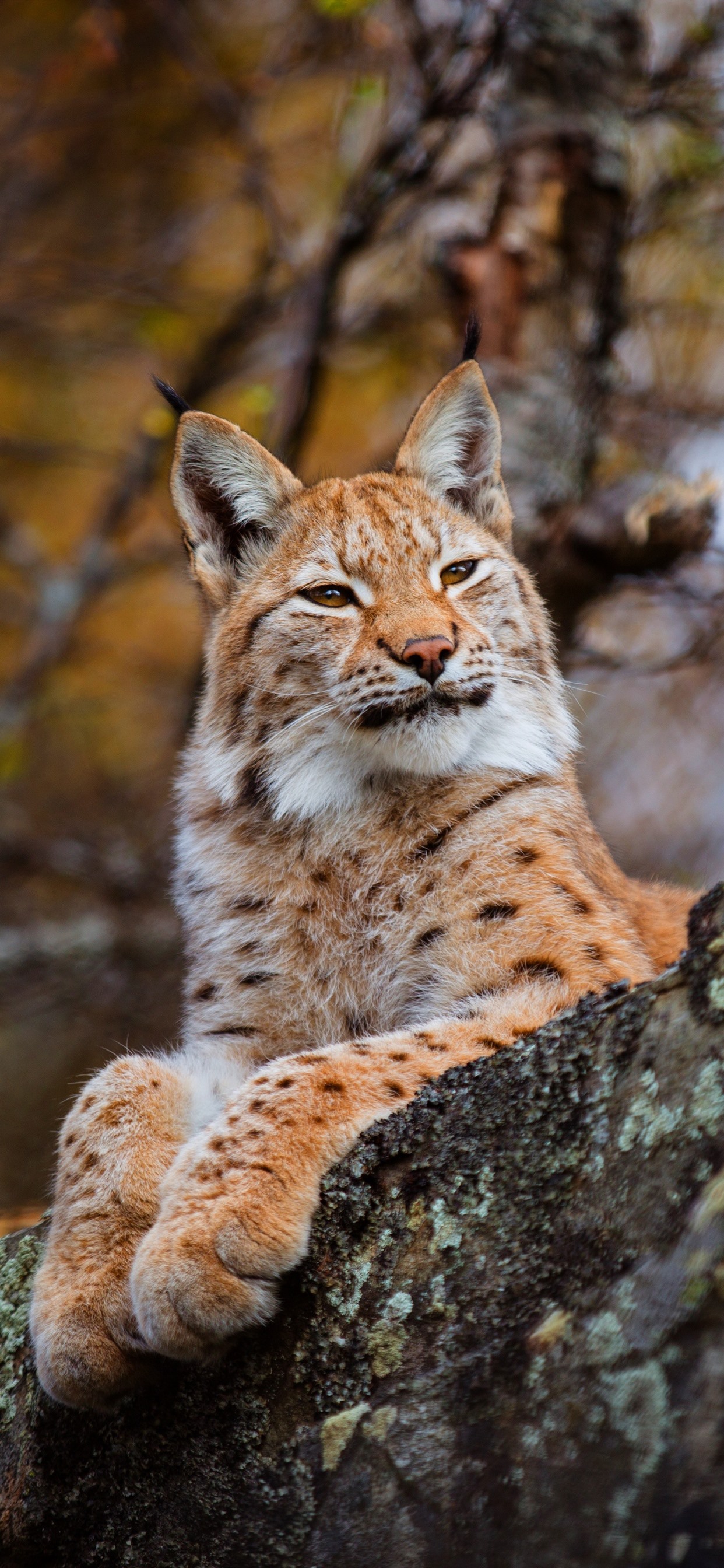 Lynx Rest Nature Wildcat iPhone Xs Max Wallpaper