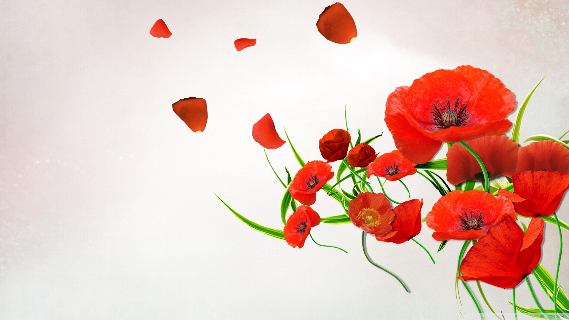 Poppies live wallpaper  Apps on Google Play