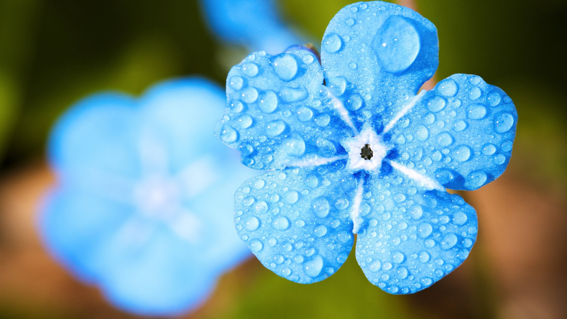 Wet Blue Flowers HD Wallpaper Id