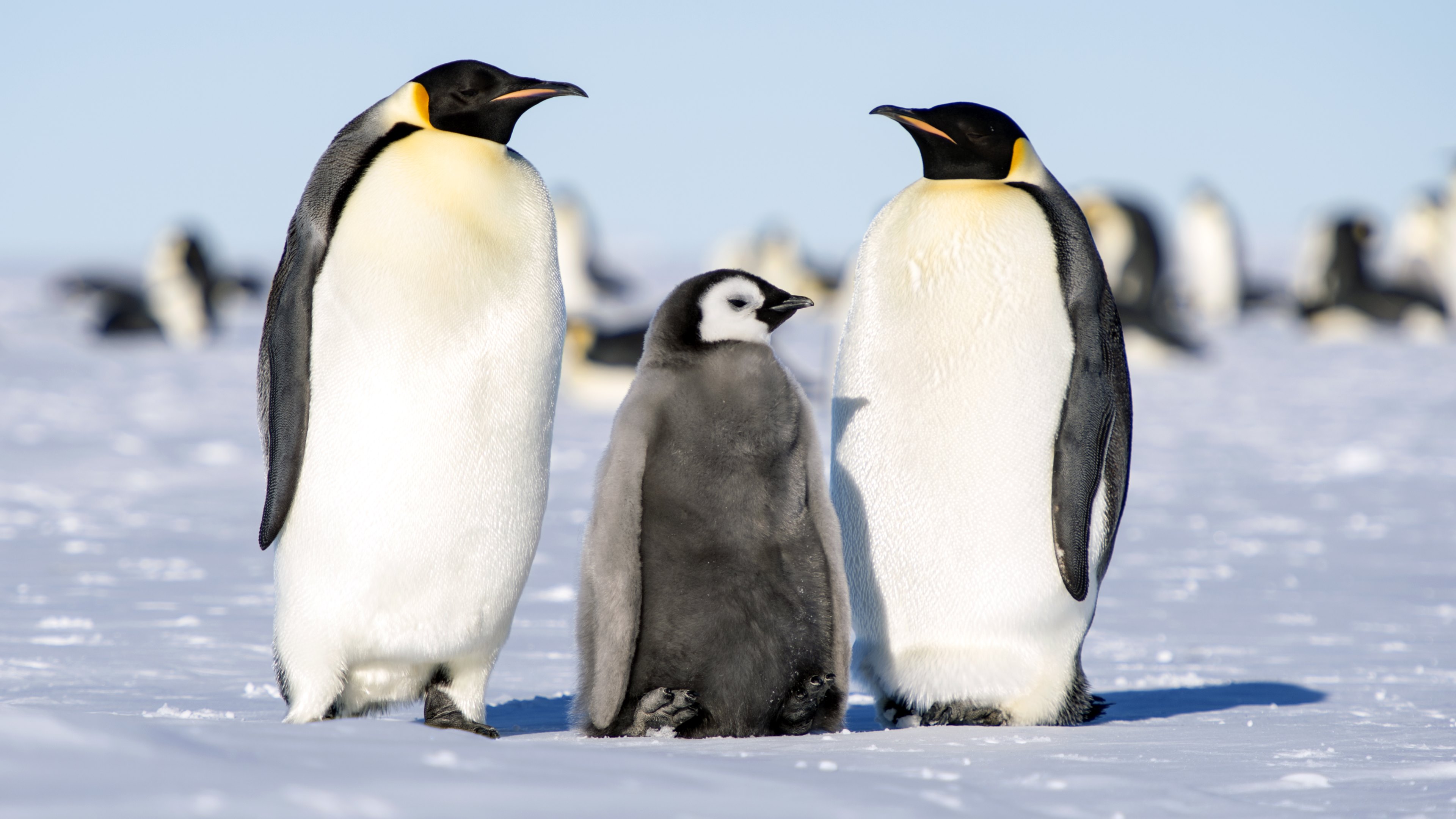 Emperor Penguin Family 4k Ultra HD Wallpaper Background Image