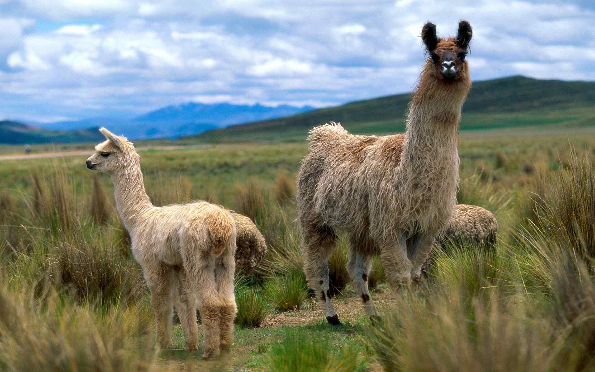 Lama Wallpaper Animal Hq Picture