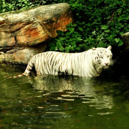 Tiger Water Touch Live Wallpaper For Android White