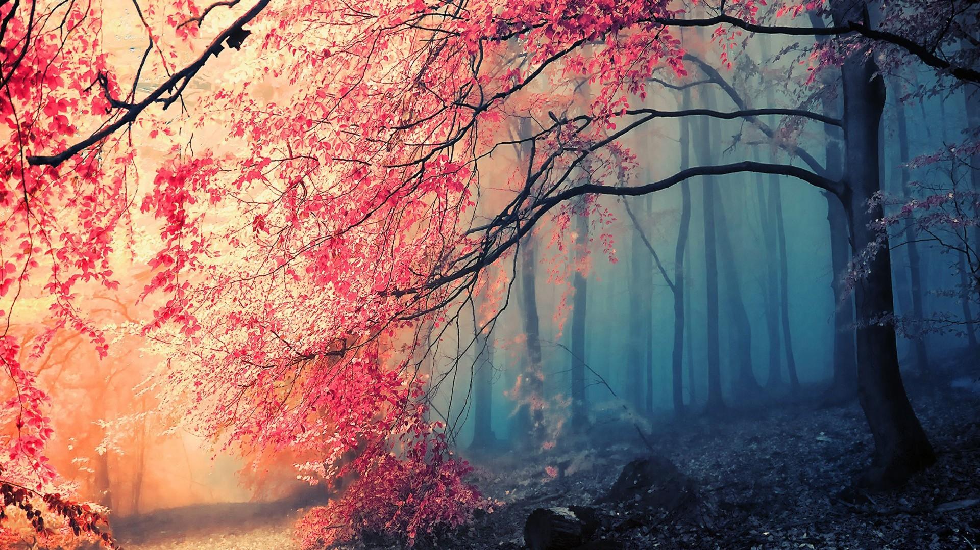 Nature Autumn Forests HD Wallpaper Eyecandy For Your Xfce