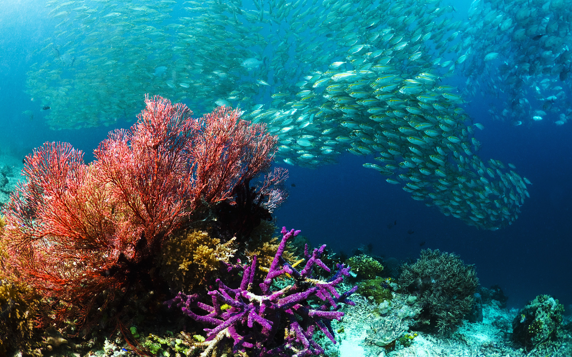  underwater sea fish herd coral pictures HD Desktop Wallpapers 1920x1200