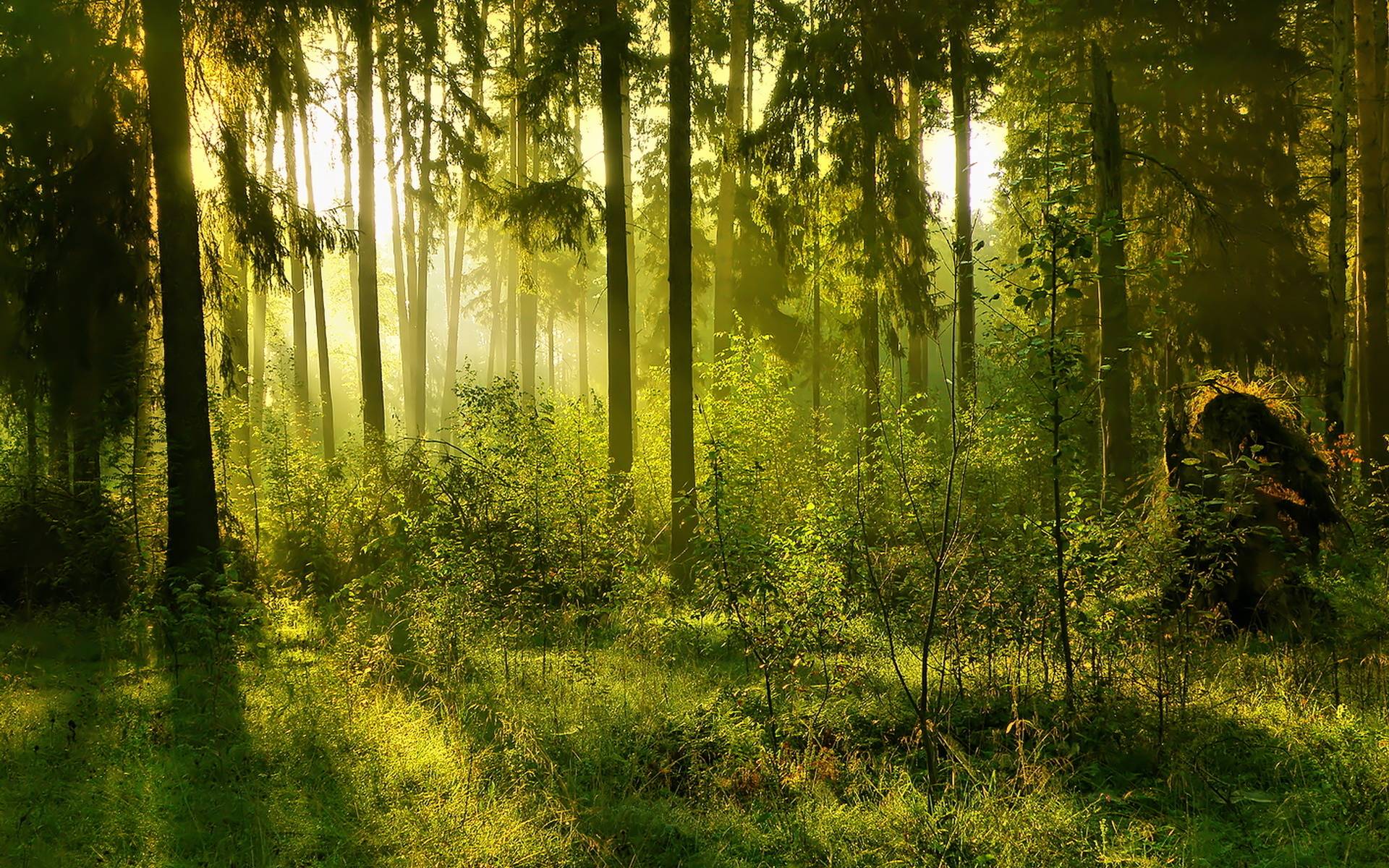 Forest Background Png Image In Collection