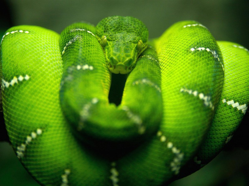 Snakes Snakes Wallpapers Hd
