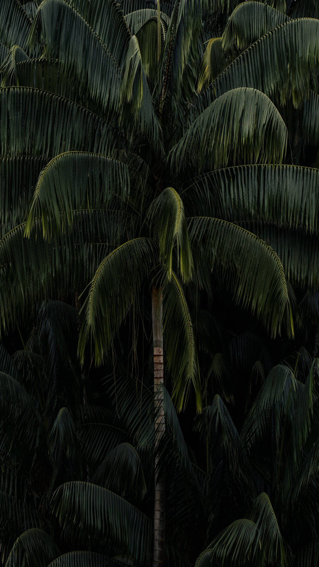 Plant iPhone Wallpaper