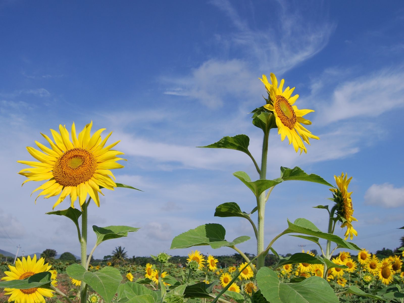 Sunflower 3d And Abstract Wallpaper Best HD Photos