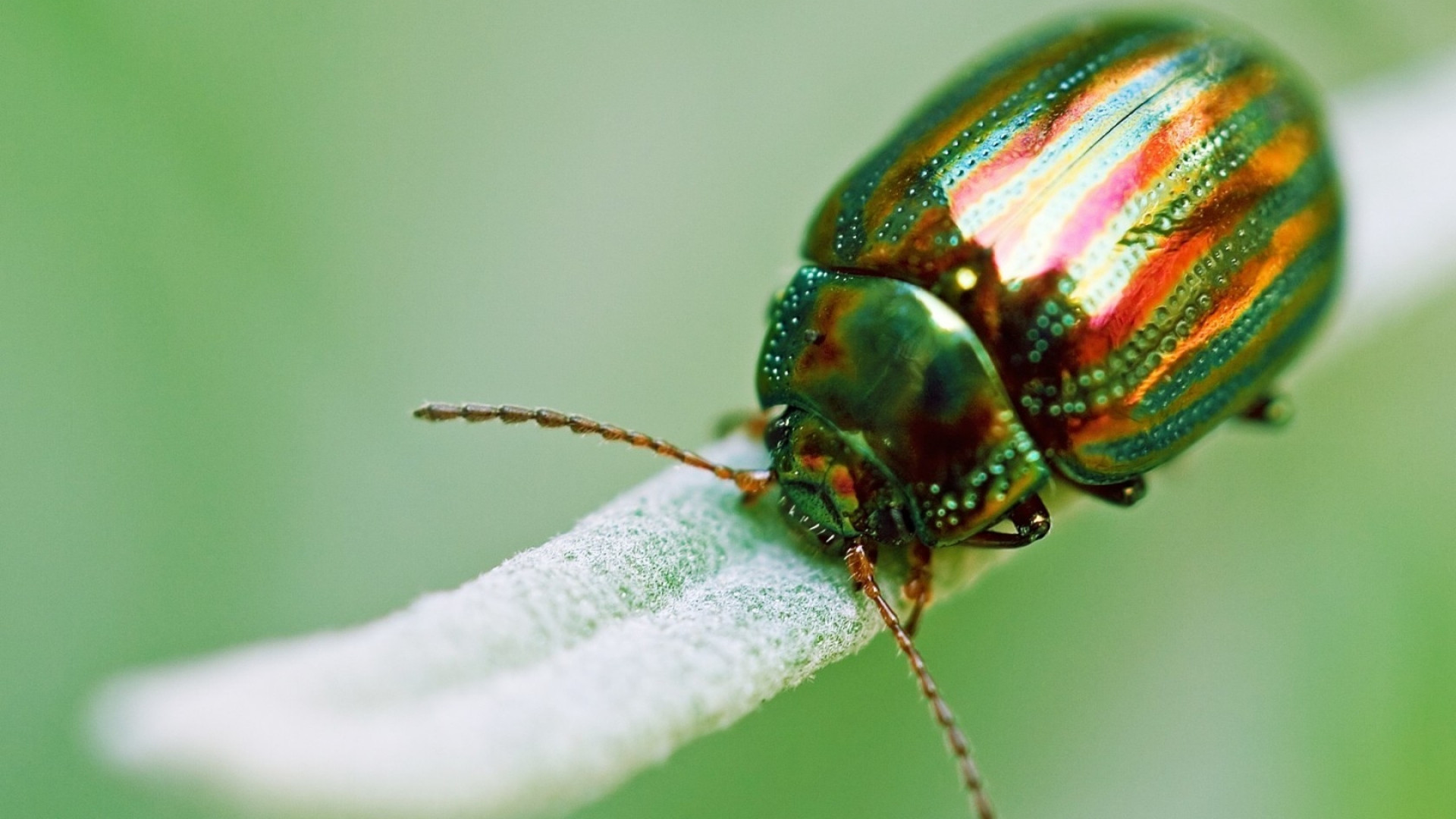 Insects Wallpaper