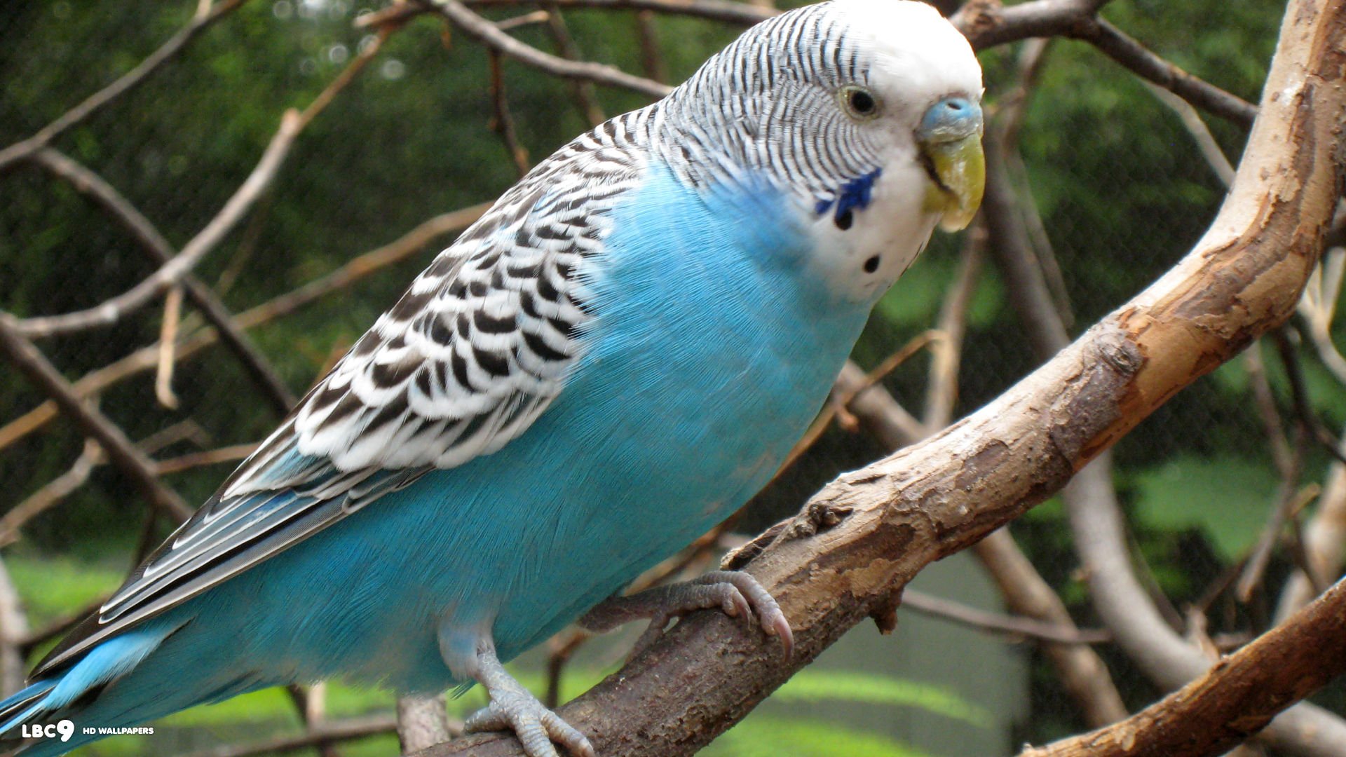 Parakeet Budgie Parrot Bird Tropical Wallpaper HD