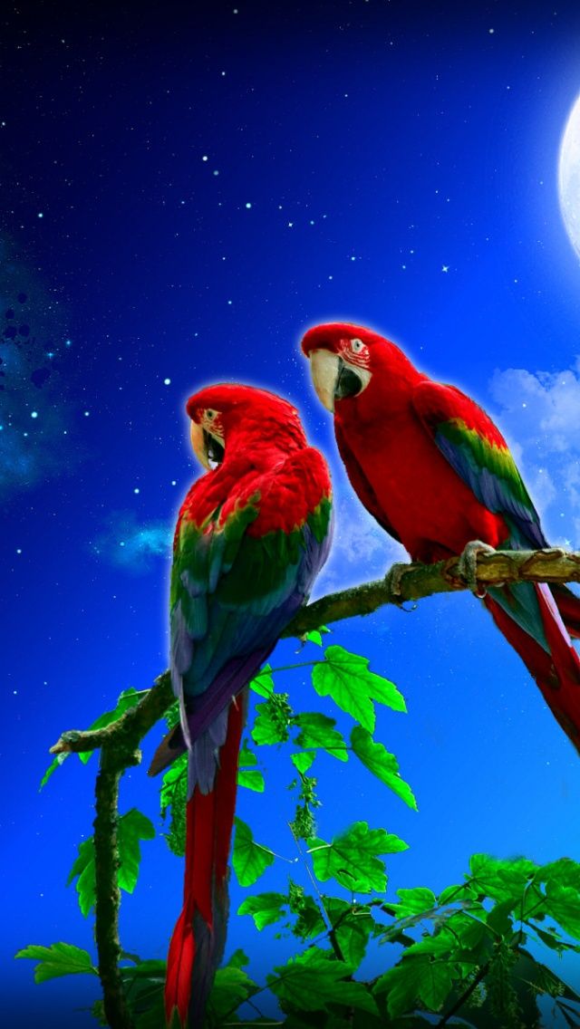 HD Natural Wallpaper Parrots Red For Phones