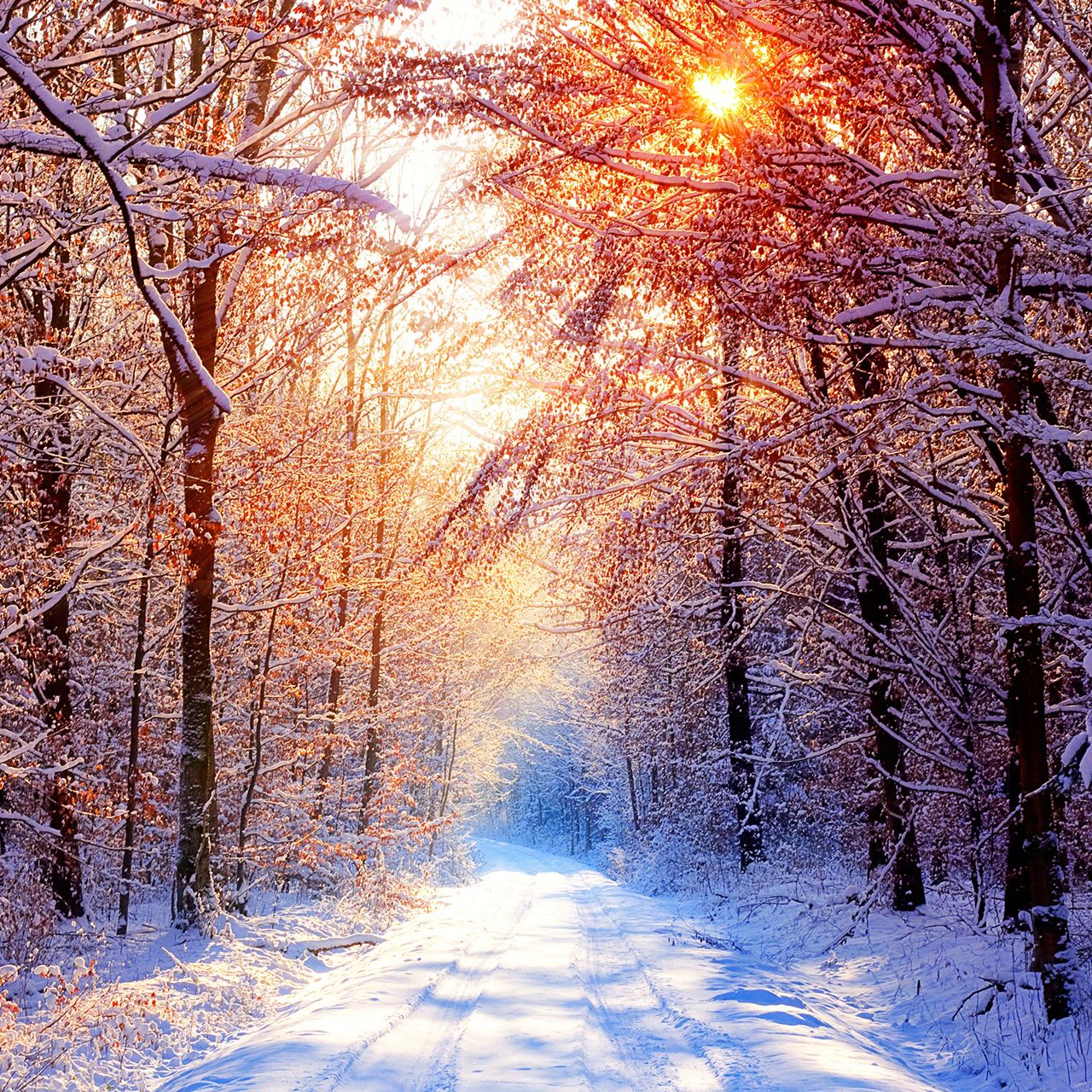 Winter Nature Sunrise Wallpaper In Resolutions
