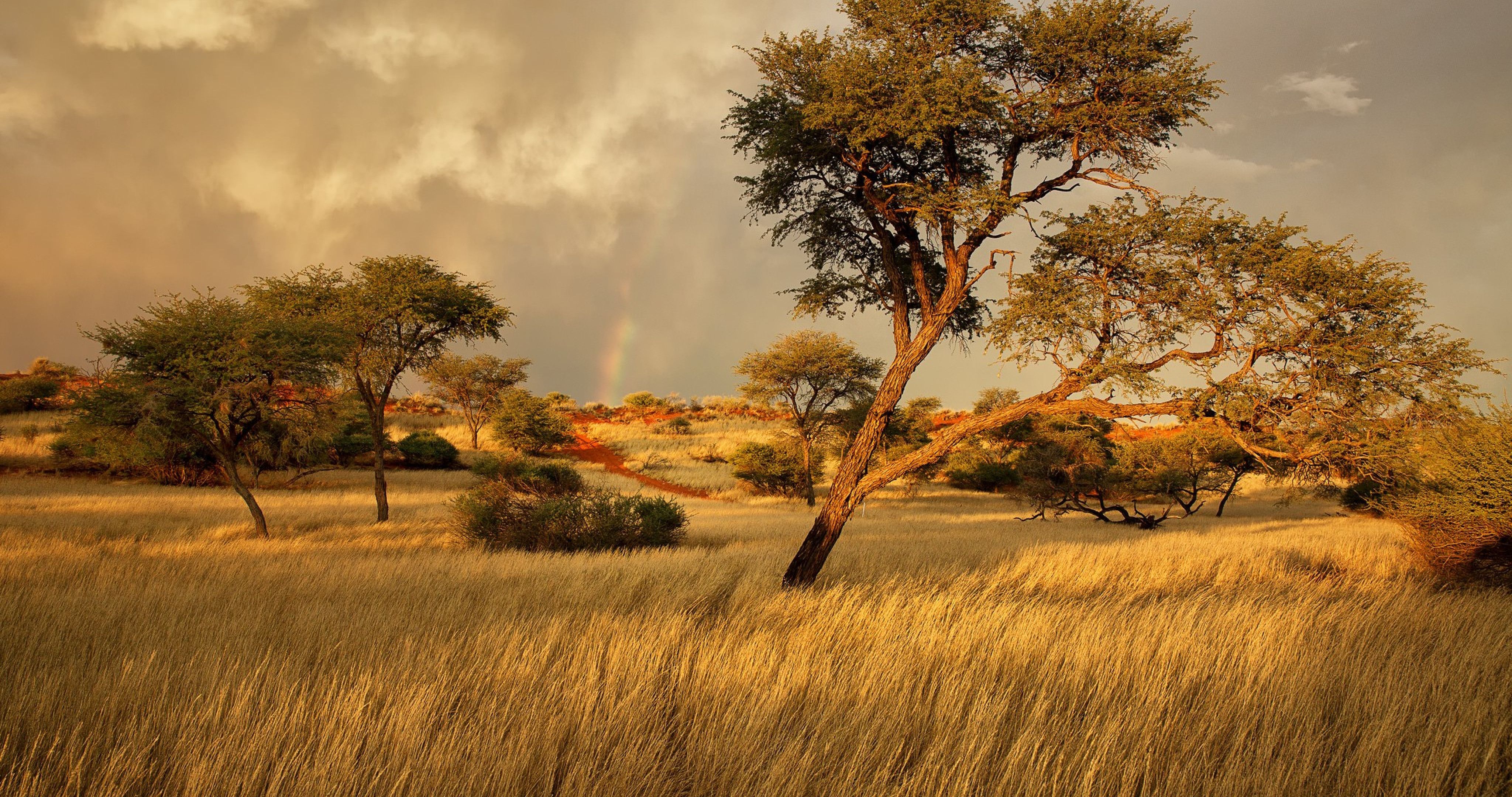 Savannah Wallpaper Top Background