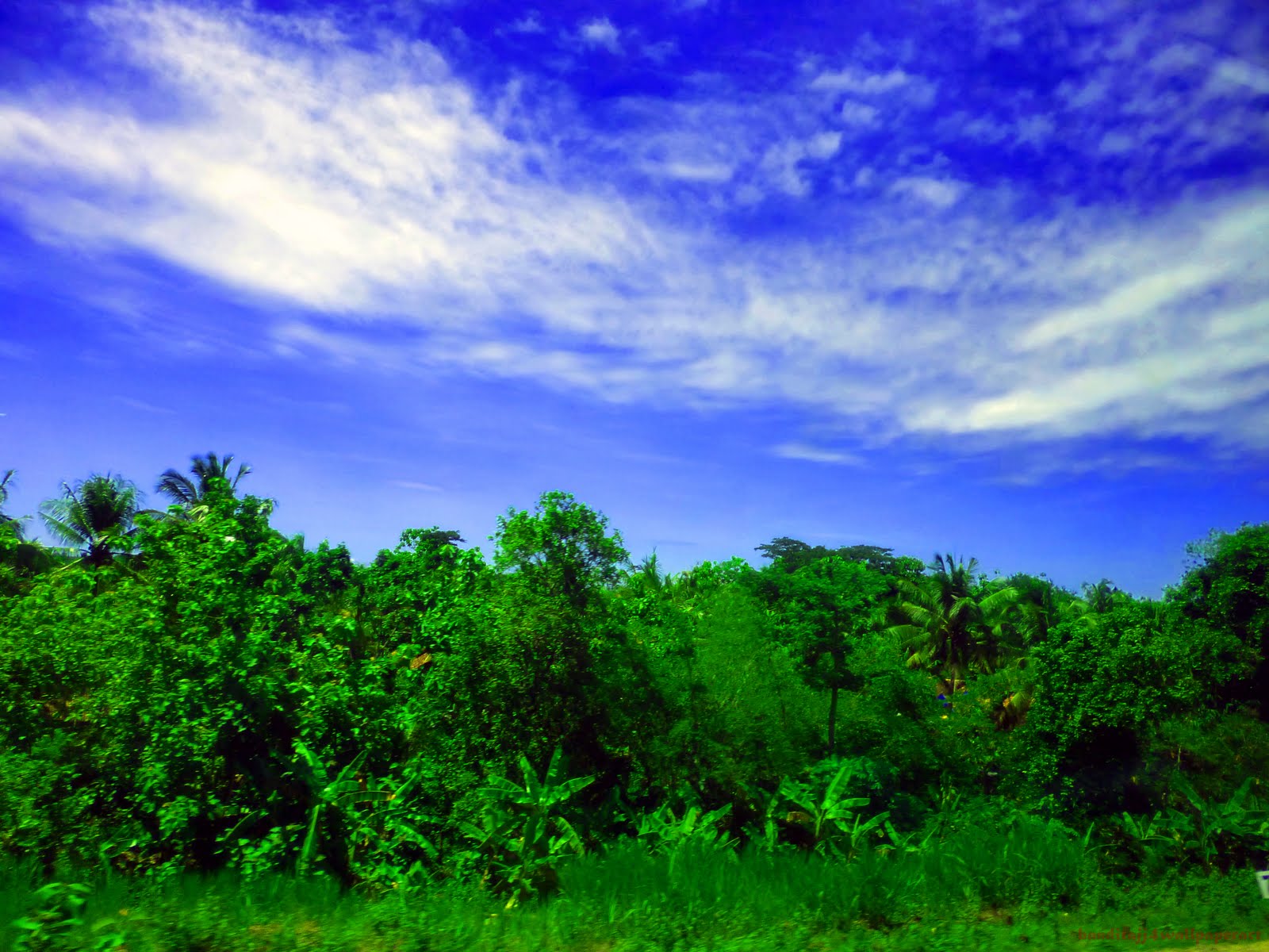 Green Forest Under Blue Sky Nature Wallpaper