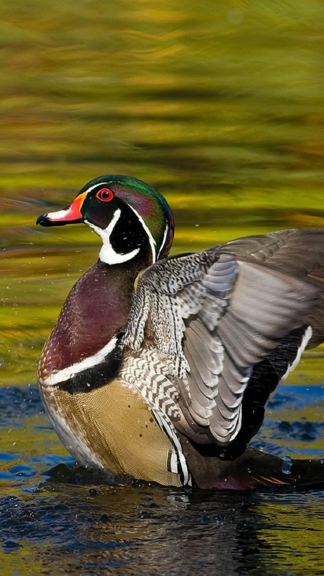 Wood Duck Wallpaper HD For Android Apk