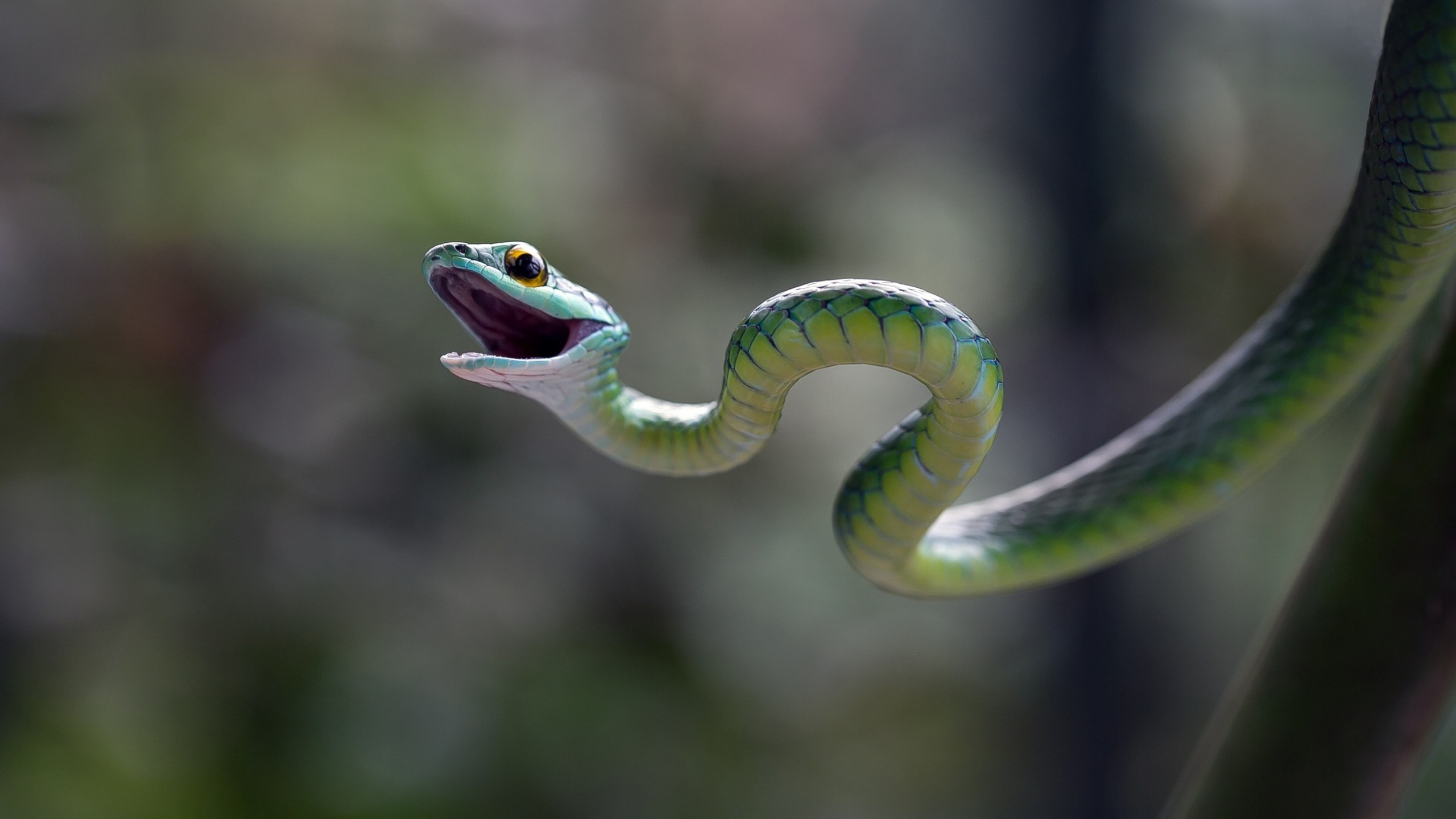 Wallpaper Eastern Green Mamba Snake Macro Blur Animals