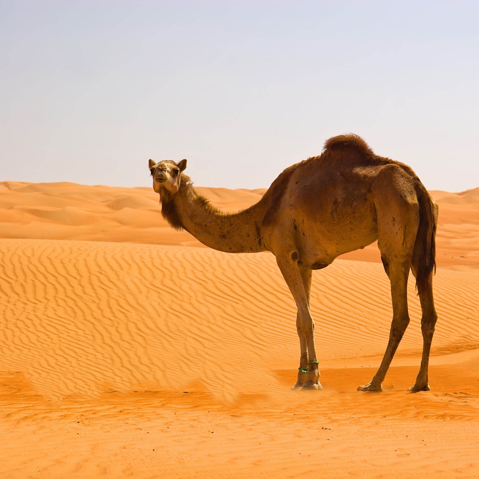 Similiar Desert Oasis Wallpaper Camel Keywords