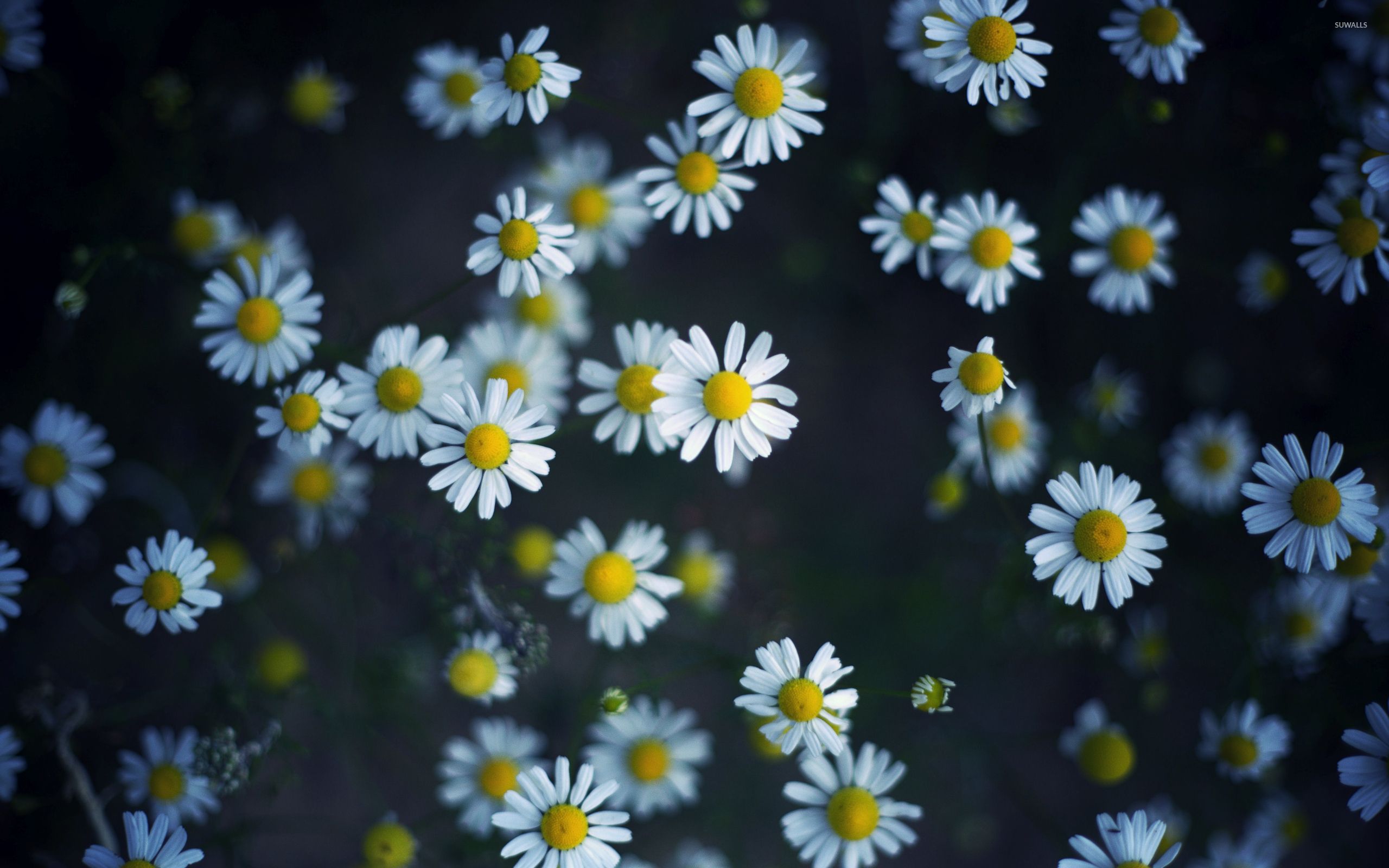 Daisy Wallpaper Top Background