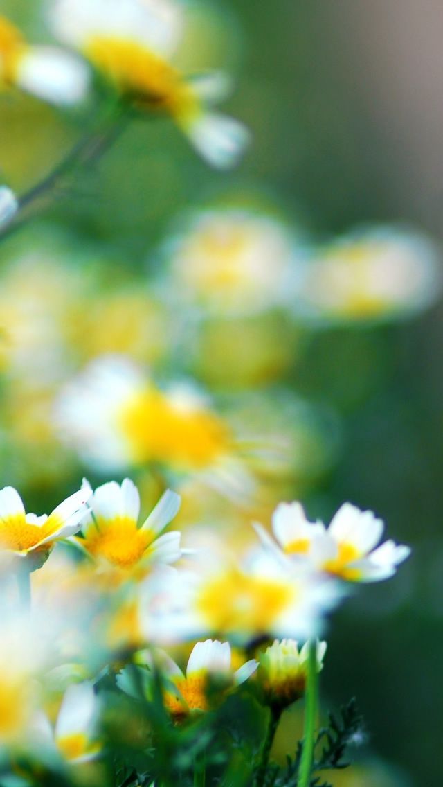 Flowers iPhone 5s Wallpaper iPad