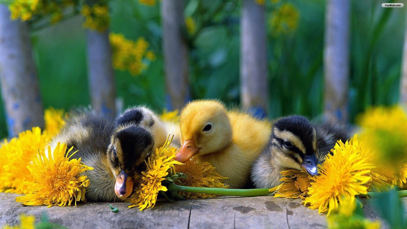 Cute Baby Ducks Wallpaper