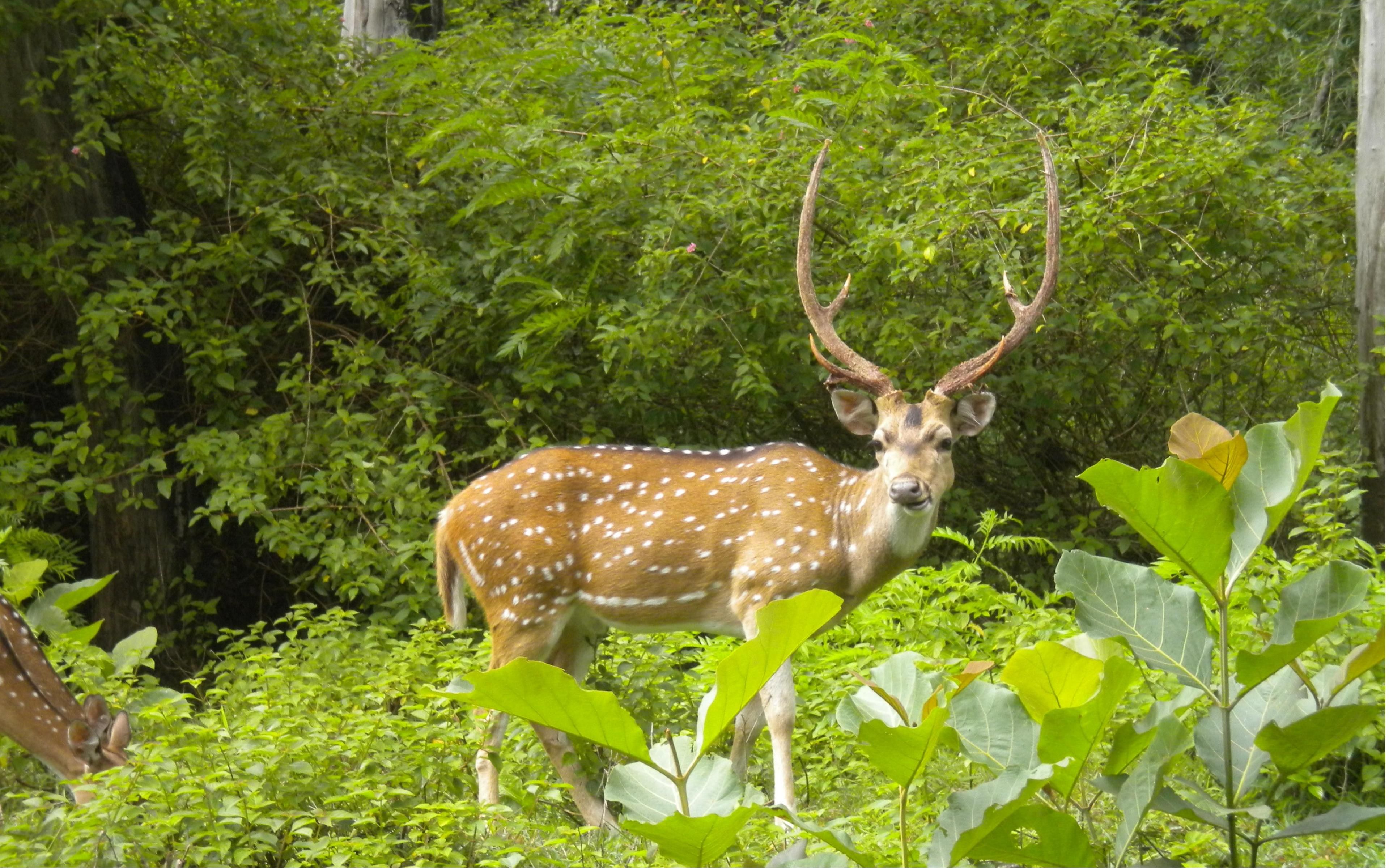 Assam Wallpaper Kaziranga National Park Deer In