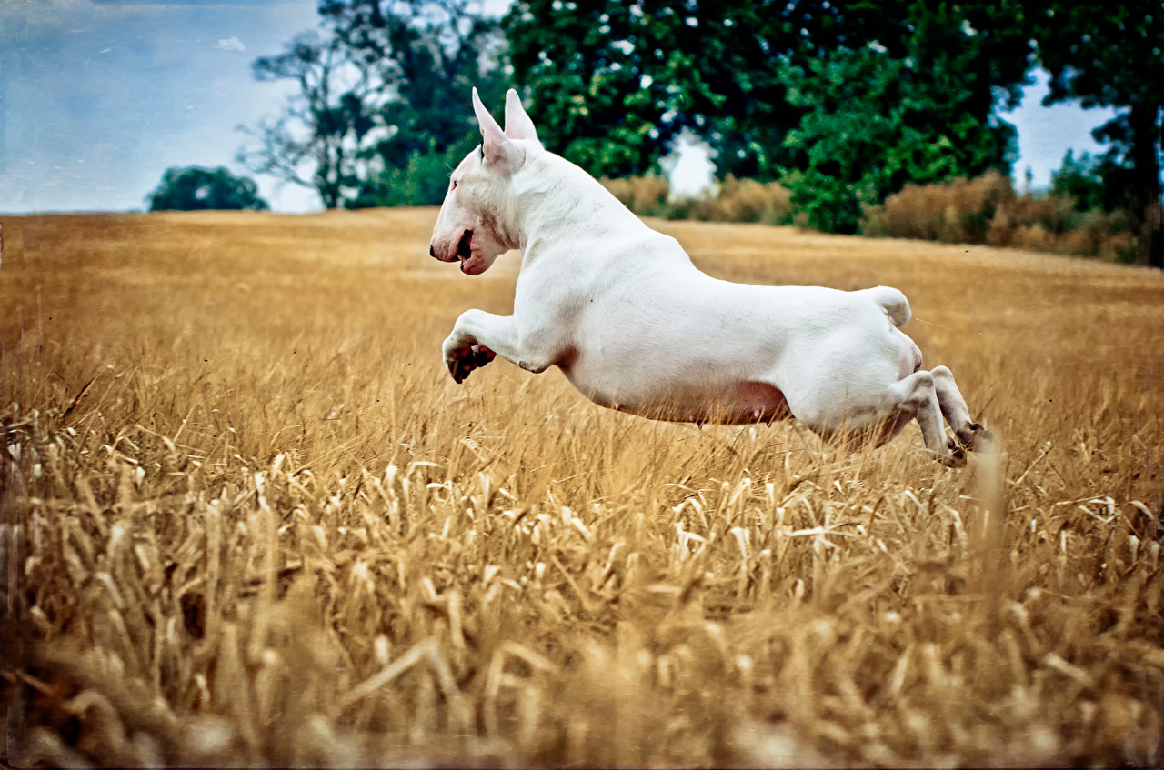 Pictures Bull Terrier Dogs Wheat Jump Fields Ear Botany Animals