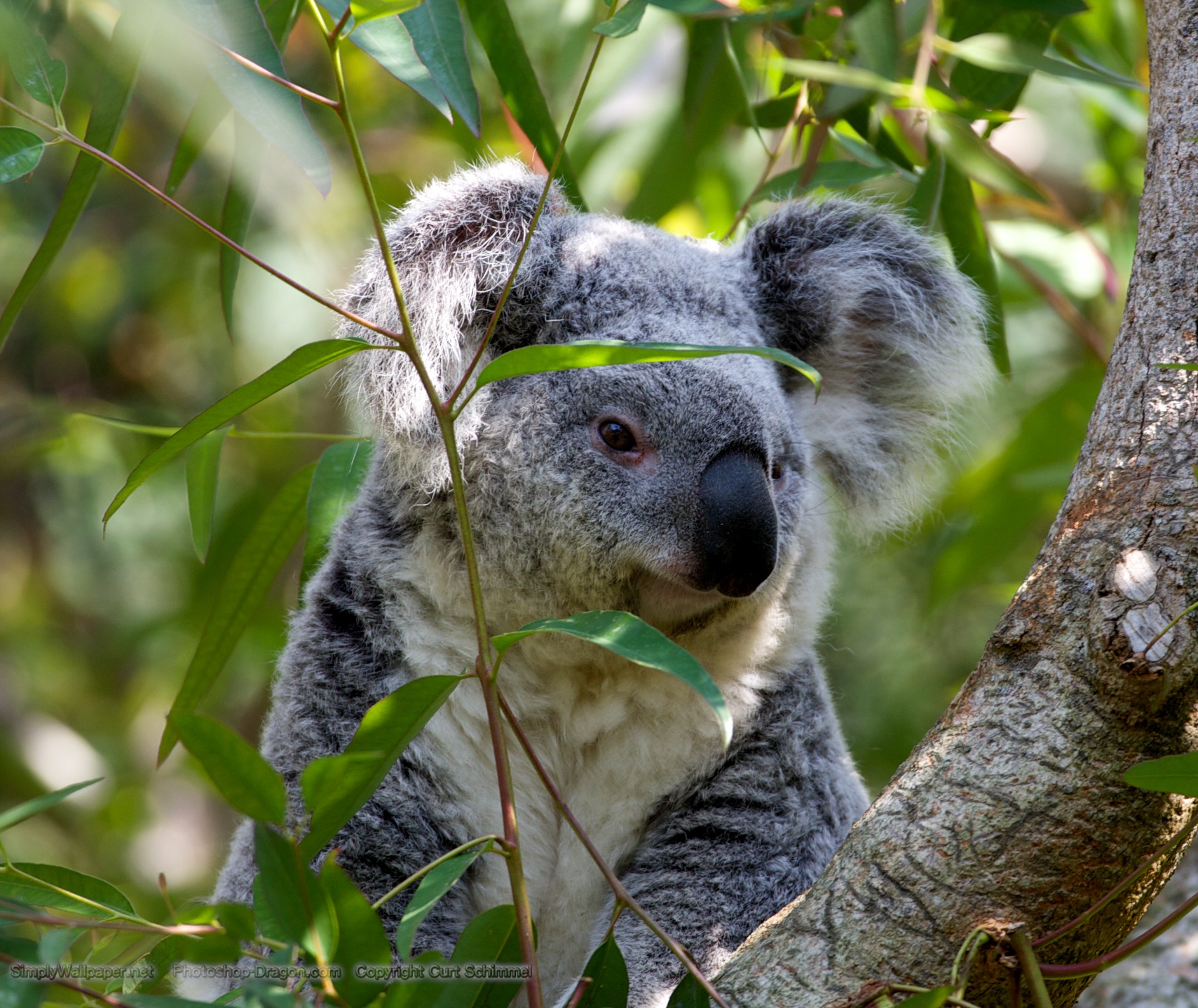 Koala Bear Wallpaper Click Picture For High Resolution HD