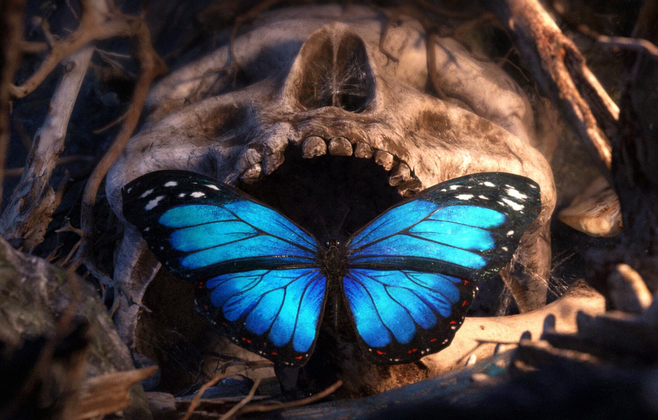 Wallpaper Butterfly Skull Teeth Image For Desktop Section