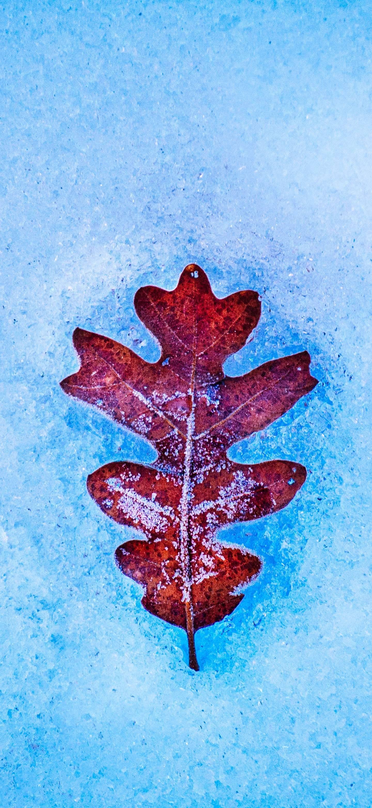 Leaf Wallpaper