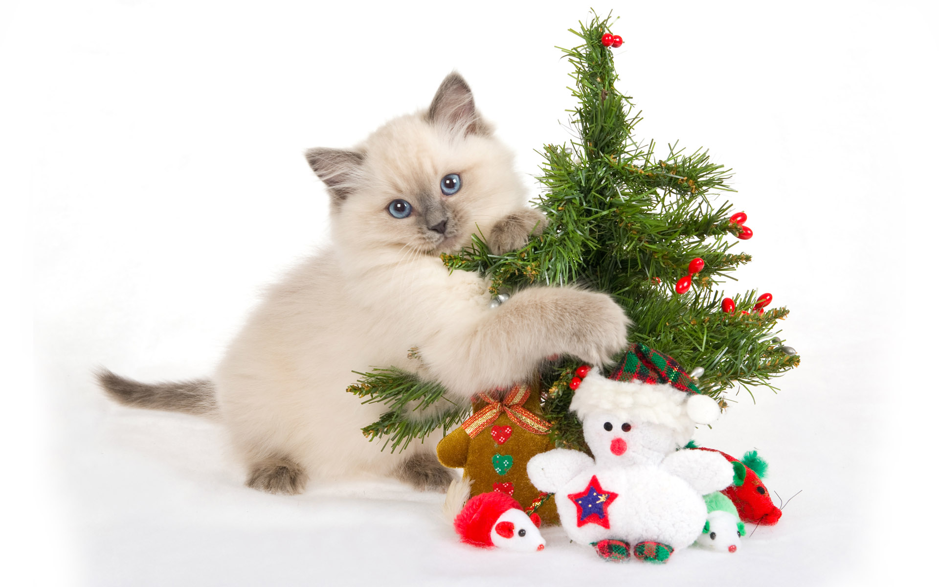 Cat With Christmas Tree Wallpaper HD