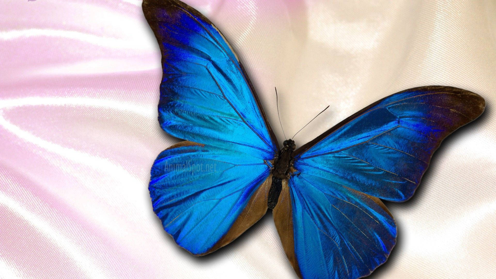 Blue Butterfly Aesthetic Wallpaper