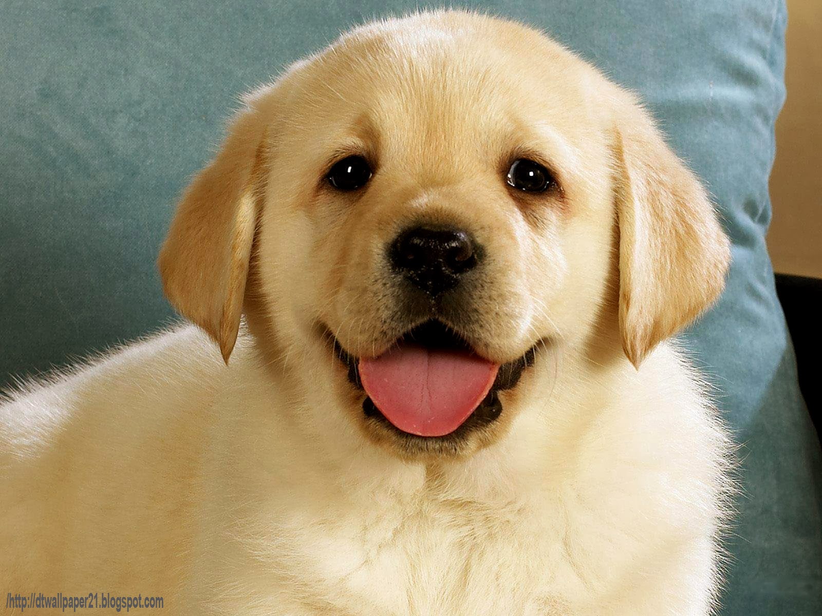 Adorable Golden Labrador Puppy with Pink Tongue