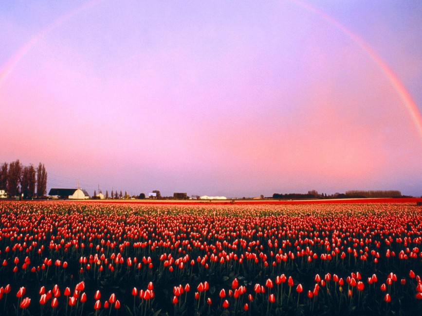 Tulips Flowers Plantation Sunset Rainbow Village Horizon