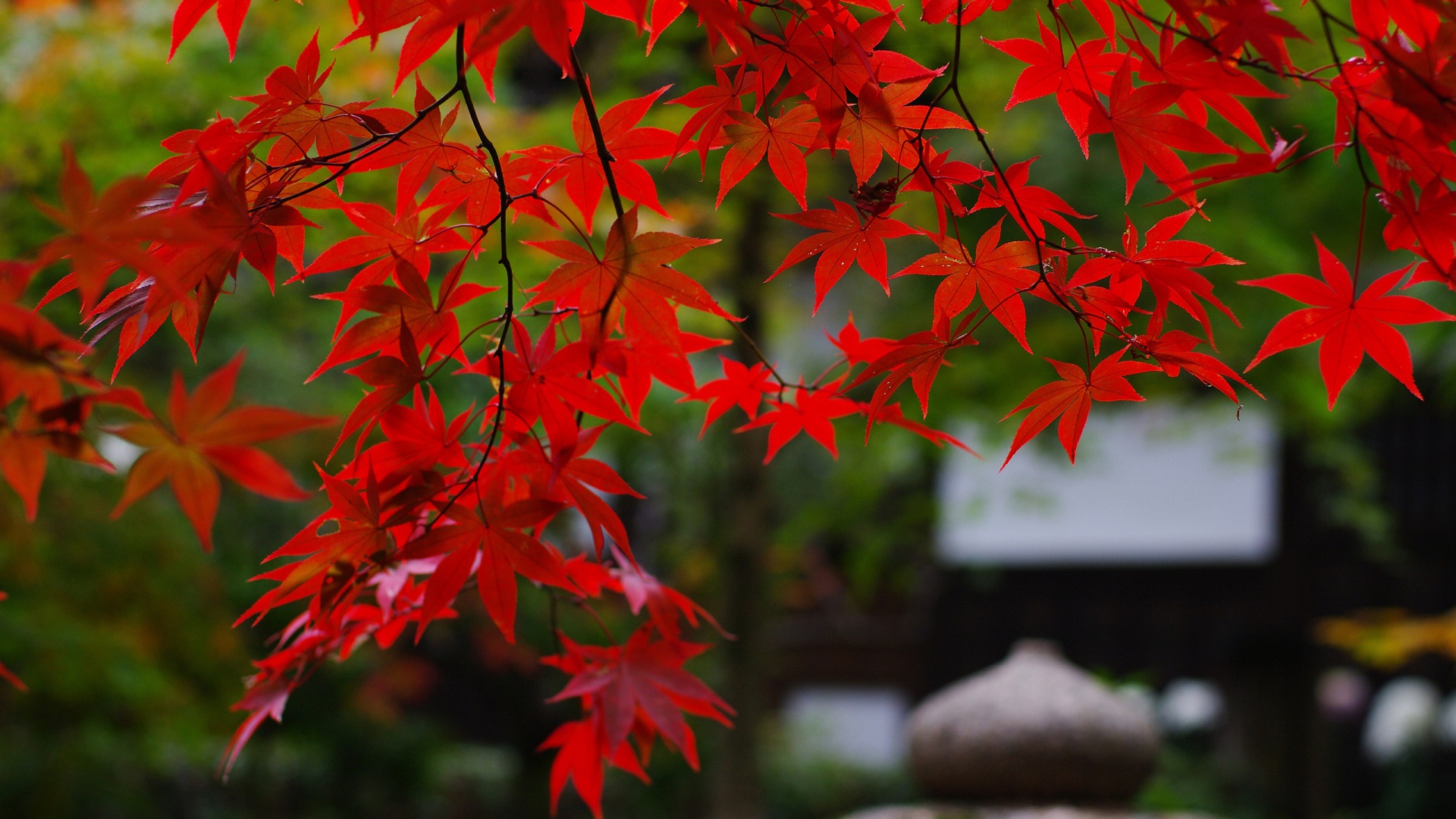 Branches Red Maple Leaves Wallpaper