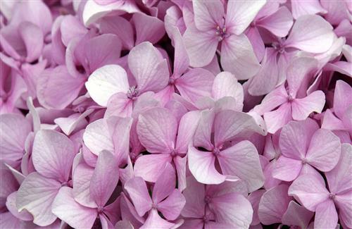 Wallpaper Pink Hydrangea Flowers Added On Category