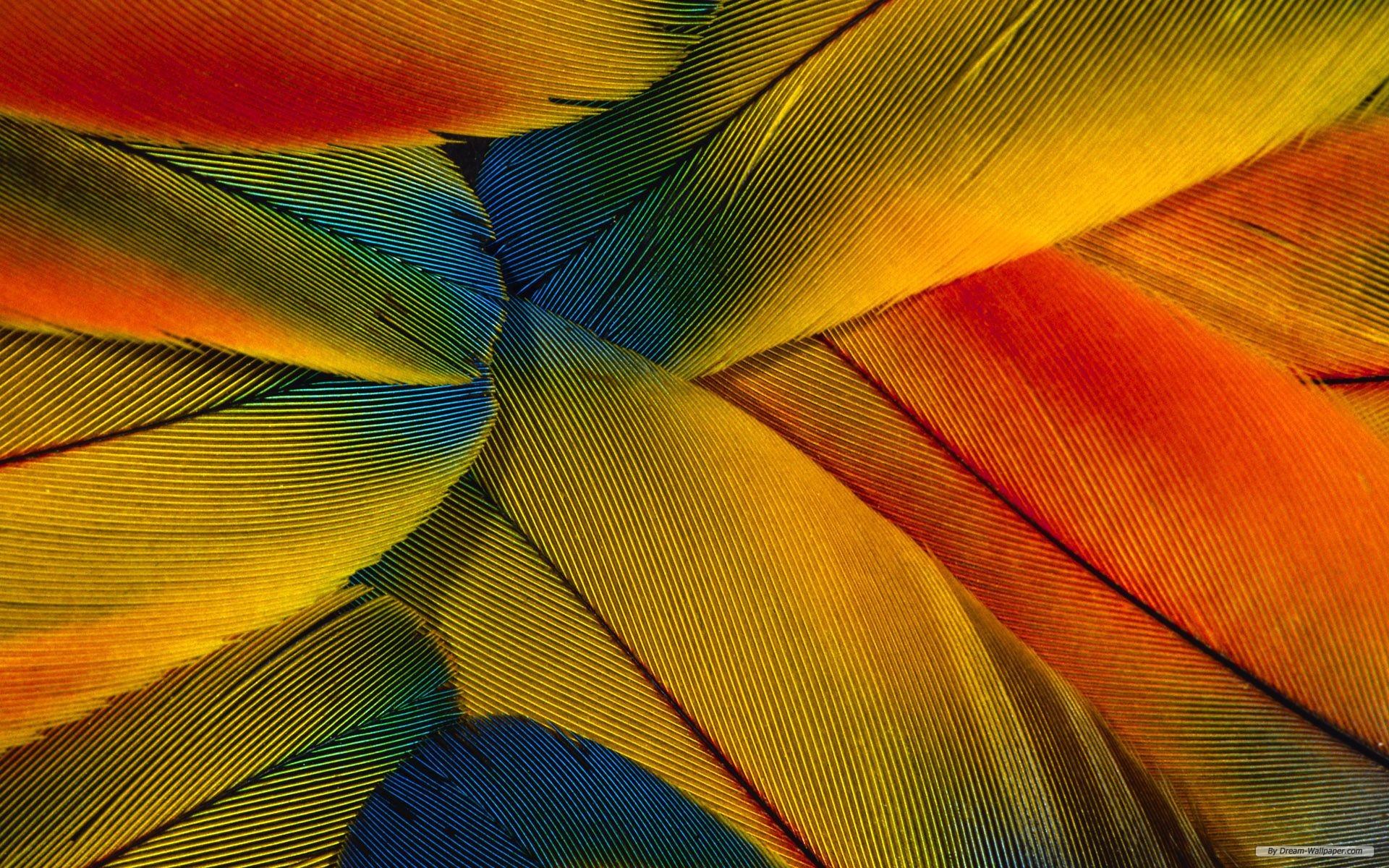 Wallpaper Photography Feathers Background